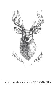 Vector vintage deer head in engraving style. Hand drawn illustration with animal portrait isolated on white.