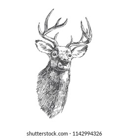 Vector vintage deer head in engraving style. Hand drawn illustration with animal portrait isolated on white.