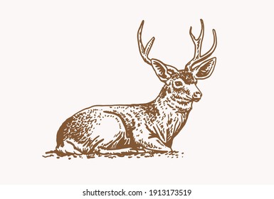 Vector vintage deer,sepia background,hand drawn illustration