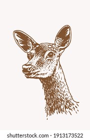 Vector vintage deer,sepia background,hand drawn illustration