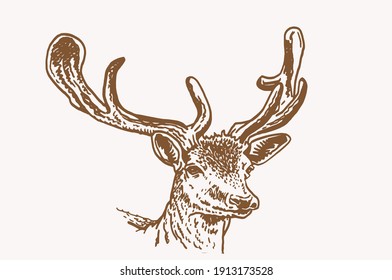 Vector vintage deer,sepia background,hand drawn illustration