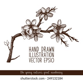 Vector vintage design for your card or invitation with hand drawn blooming fruit tree twig. Spring flower illustration.