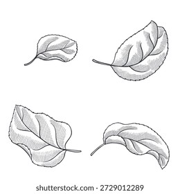 vector vintage drawing apple tree leaves isolated at white background, hand drawn illustration, floral design elements