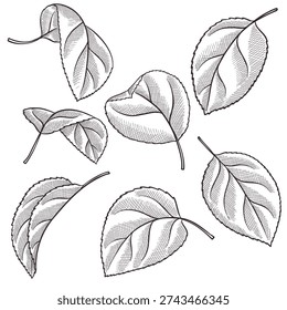 vector vintage drawing apple tree leaves isolated at white background, hand drawn illustration, floral design elements