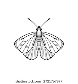 Vektor Vintage-Zeichnung Schmetterling, Kohl weiß, Insekt einzeln auf weißem Hintergrund, natürliches Element, handgezeichnete Illustration