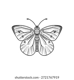 Vektor Vintage-Zeichnung Schmetterling, Kohl weiß, Insekt einzeln auf weißem Hintergrund, natürliches Element, handgezeichnete Illustration