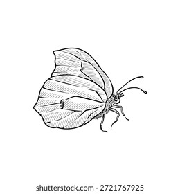 Mariposa de dibujo vintage de Vector, repollo blanco, insecto aislado en el fondo blanco, elemento natural, ilustración dibujada a mano
