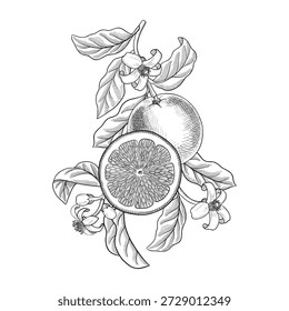 vector vintage drawing citrus fruit tree branch, orange with leaves and flowers isolated at white background, vintage hand drawn illustration