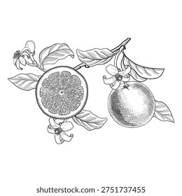 vector vintage drawing citrus fruit tree branch, orange with leaves and flowers isolated at white background, vintage hand drawn illustration