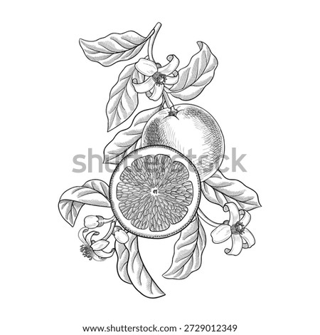 vector vintage drawing citrus fruit tree branch, orange with leaves and flowers isolated at white background, vintage hand drawn illustration