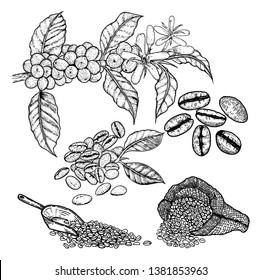 Vector vintage drawing coffee tree , cherry bean, coffee bean