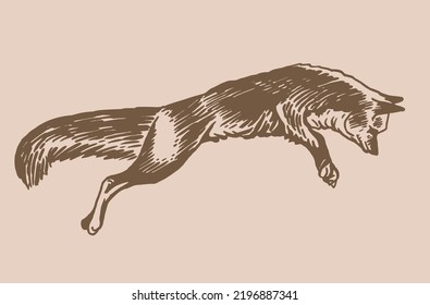 Vector vintage  drawing of fox jumping ,graphics