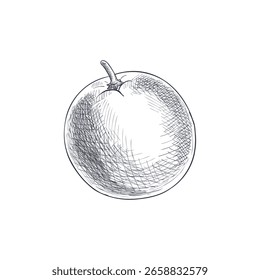 vetor vintage desenho fruta, laranja isolado no fundo branco