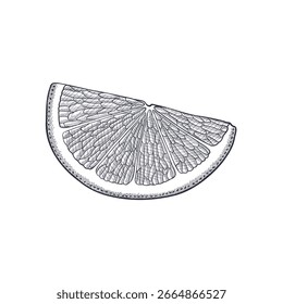 Vector vintage dibujando fruta, paz de limón aislado en el fondo blanco