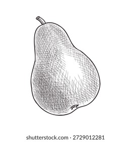 vetor vintage desenho fruta, pera isolada no fundo branco, desenhado à mão ilustração
