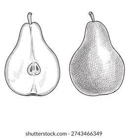 vector vintage drawing fruit, whole pear and half isolated at white background, hand drawn illustration