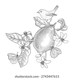 vector vintage drawing lemon fruit flowers , butterfly and bird , citrus tree bloom with leaves and fruit isolated at white background, hand drawn illustration