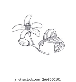 Vector vintage dibujando flores de naranja, flor de neroli con hoja aislada en el fondo blanco