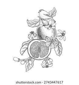 vector vintage drawing orange fruit flowers , butterfly and bird , citrus tree bloom with leaves and fruit isolated at white background, hand drawn illustration