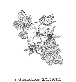vector vintage drawing wild rose flower, buds and leaves isolated at white background, hand drawn illustration, floral design elements