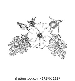vector vintage drawing wild rose flower, buds and leaves isolated at white background, hand drawn illustration, floral design elements