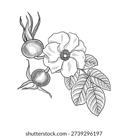 vector vintage drawing wild rose flower, buds and leaves isolated at white background, hand drawn illustration, floral design elements