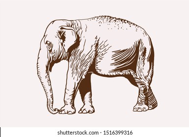Vector vintage elephant, graphical illustration