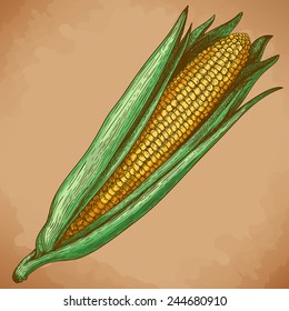 vector vintage engraving illustration of corn in retro style