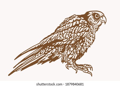 Vector vintage falcon ,sepia illustration, bird