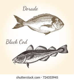 Vector vintage fish drawing. Hand drawn monochrome seafood illustration. Great for menu, poster or label.