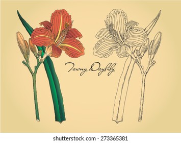 Vector vintage flower dailily
