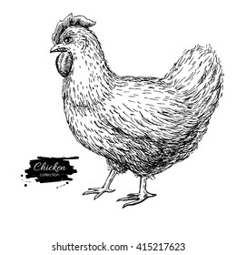 Pollo vectorial extraído a mano. Ilustración grabada. Agricultura rural de aves naturales. Aves de corral. Excelente para etiqueta o afiche