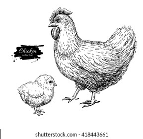 Vector vintage hand drawn chicken and baby chick. Engraved  illustration. Rural natural bird farming. Poultry business. Great for  label or poster