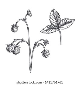Vector vintage hand drawn illustration of wild strawberry sprig isolated on white. Botanical sketch of branch with berries and leaf.