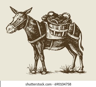 vector vintage hand drawn illustration of a donkey