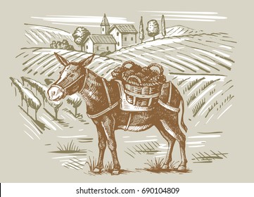 vector vintage hand drawn illustration of wineyard and a donkey