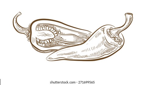 vector vintage hand drawn picture of Hot Pepper