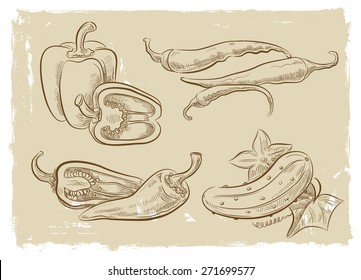 vector vintage hand drawn picture of vegetables