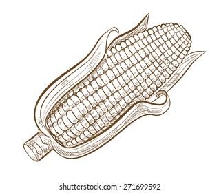 vector vintage hand drawn picture of sweetcorn