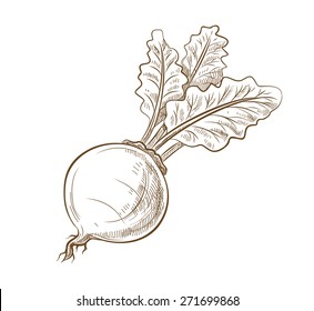 vector vintage hand drawn picture of beet with leaves