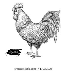 Vector vintage hand drawn Rooster. Engraved  illustration. Rural natural bird farming. Poultry business. Great for; label or poster