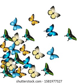 Vector vintage hand drawn seamless pattern of beautiful colorful butterflies on a white background.