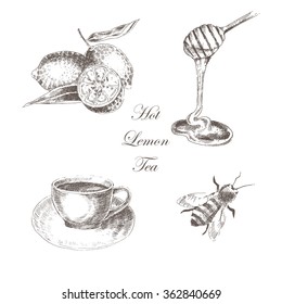 vector vintage hand drawn set - lemon, honey stick, bee, hot tea drink