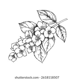 Vetor vintage ilustração mão-desenho de um ramo de jasmim. Esboço botânico de flores e folhas.