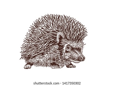 Vector vintage hedgehog, graphical illustration