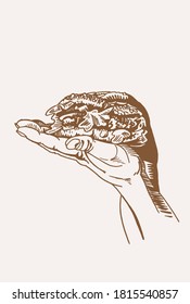 Vector vintage del brazo humano con hamburguesa , fondo sepia, ilustración gráfica
