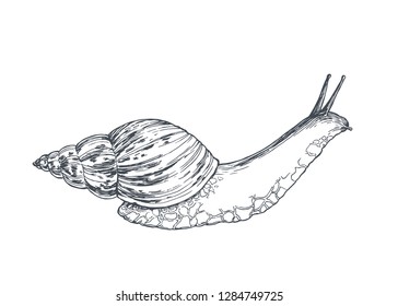 Vector vintage illustration of ahtina snail isolated on white. Hand drawn cute giant mollusc.