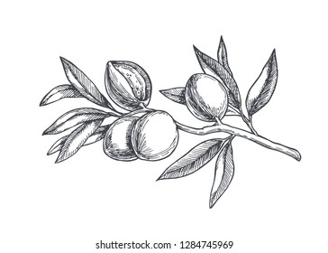 Vector vintage illustration of almond branch with berries. Hand drawn botanical sketch of fruits on tree.