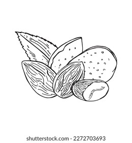 Vector vintage illustration of almond seeds in engraving style. Hand drawn sketch of full and half shelled nuts.