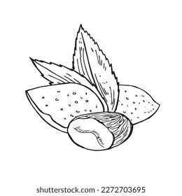 Vector vintage illustration of almond seeds in engraving style. Hand drawn sketch of full and half shelled nuts.